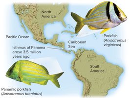 Adaptive radiation in Hawaiian honeycreepers