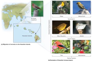 Hybrid zone between deer populations