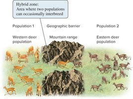 Outcomes of hybrid zones: reinforcement, fusion, stability