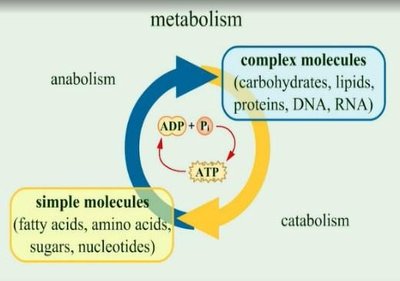Anabolic and catabolic pathways in metabolism