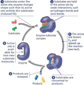 Enzyme-substrate complex and reaction steps