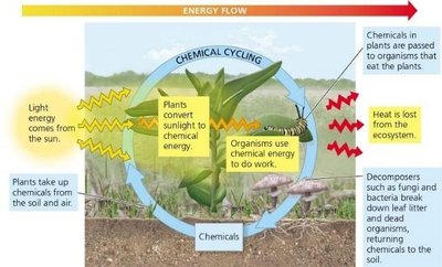 Energy flow and chemical cycling in ecosystems