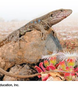 Lizard basking, illustrating regulation