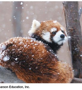 Red panda in snow, illustrating evolutionary adaptation