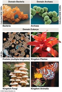 Three domains of life: Bacteria, Archaea, Eukarya