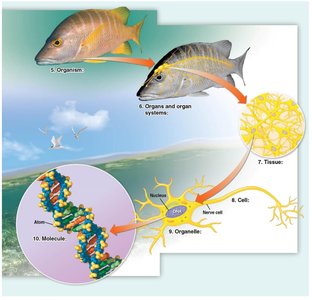 Organelles to atoms and molecules