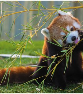 Red panda eating bamboo, illustrating adaptation