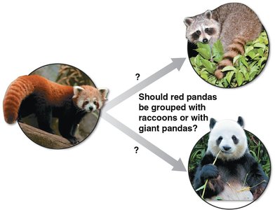 DNA sequence comparison for evolutionary relationships
