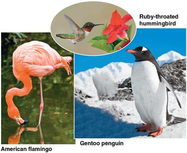 Examples of evolutionary adaptation in birds