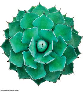 Succulent plant showing biological order