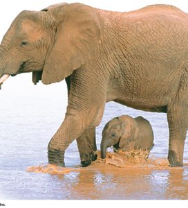 Elephants illustrating reproduction