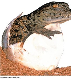 Crocodile hatching, symbolizing growth and development