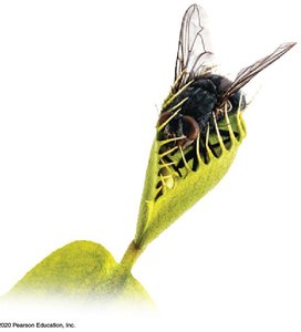Venus flytrap responding to prey