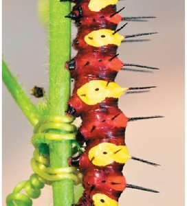Caterpillar feeding, illustrating energy processing