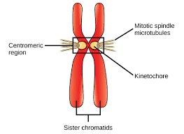 Diagram showing centromeric region, kinetochores, and spindle microtubules
