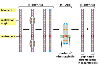 Chromosome compaction during cell cycle