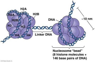 Diagram of nucleosome structure with histone octamer and linker DNA