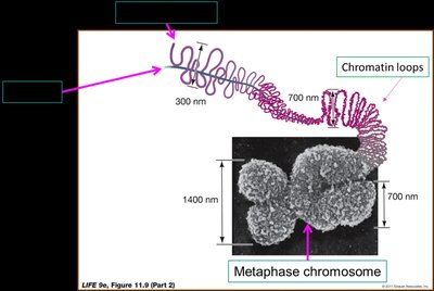 Fluorescent labeling of chromosome territories in the nucleus