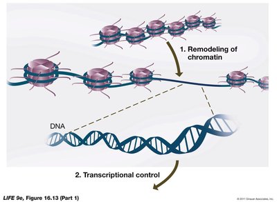 Diagram of chromatin remodeling and transcriptional control