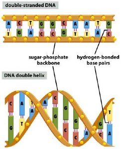 Structure of double-stranded DNA and DNA double helix
