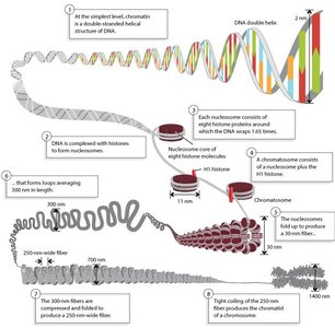 Levels of DNA packaging from double helix to chromosome