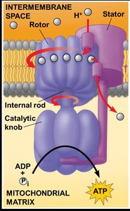 ATP synthase mechanism