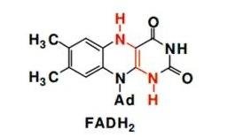 ATP yield per glucose in cellular respiration