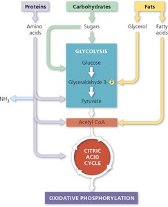 Entry points of proteins, carbohydrates, and fats into cellular respiration