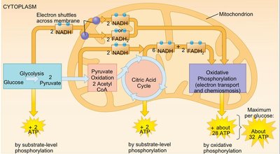 Summary of glycolysis, pyruvate oxidation, citric acid cycle, and oxidative phosphorylation