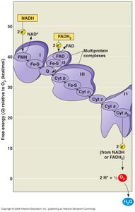Free energy changes along the electron transport chain