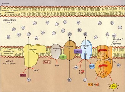 Detailed structure of the electron transport chain complexes