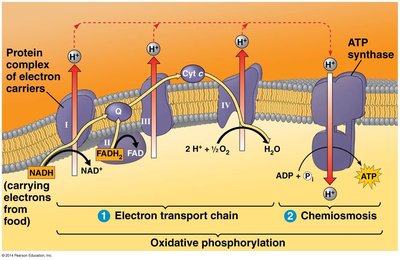Chemiosmosis and ATP synthase