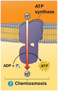 ATP synthase structure and function