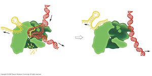 Hairpin loop formation and termination of transcription