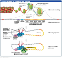 Transcription initiation complex in eukaryotes