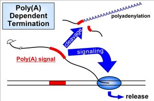 Poly(A) dependent termination