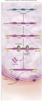 mRNA processing: 5' cap and poly(A) tail