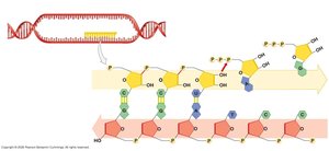 Diagram of transcription showing DNA template and RNA synthesis