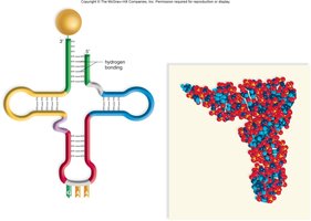 tRNA cloverleaf structure