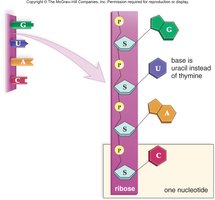 RNA uses uracil instead of thymine