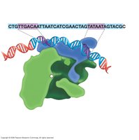 Promoter region and sigma factor binding