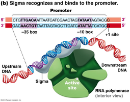 Sigma factor binding to promoter and RNA polymerase