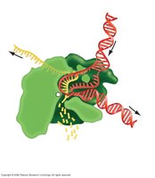 RNA polymerase elongation phase