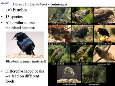 Galapagos finches with different beak shapes and a mainland grassquit