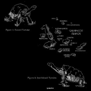 Artificial selection in dogs, all descended from the gray wolf