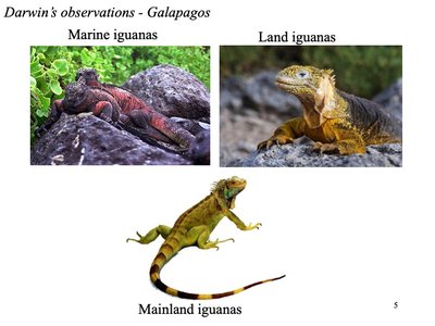 Marine iguanas, land iguanas, and mainland iguanas