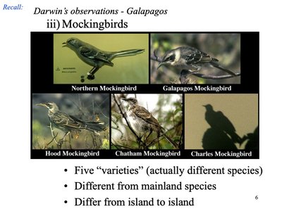 Different species of mockingbirds from the Galapagos and mainland