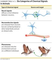 Summary table of neural, neuroendocrine, and pheromone signals