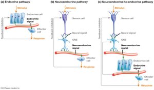 Three hormone pathways: endocrine, neuroendocrine, neuroendocrine-to-endocrine
