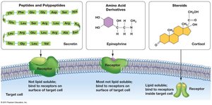 Steroid hormone action: entry, binding, gene expression